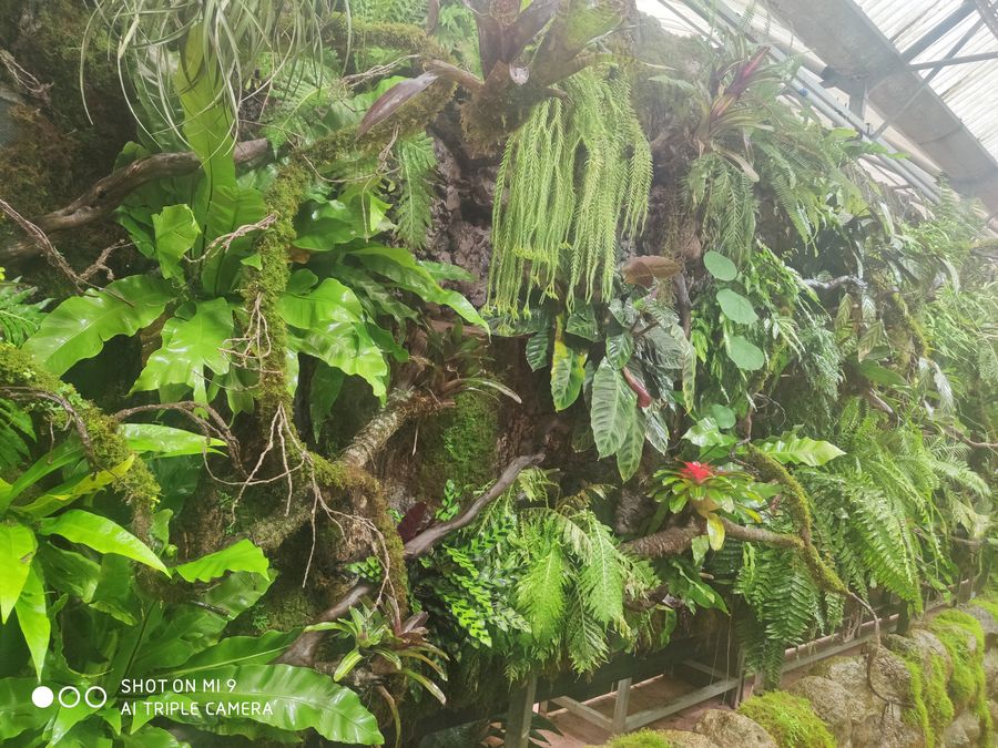 熱帶雨林植物墻.jpg